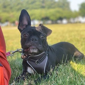 Meet your Posher, Clara